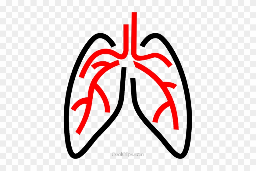 Human Lungs Royalty Free Vector Clip Art Illustration - Human Lungs Royalty Free Vector Clip Art Illustration #1483341