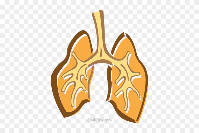 Human Lungs Royalty Free Vector Clip Art Illustration - Human Lungs Royalty Free Vector Clip Art Illustration #1483342