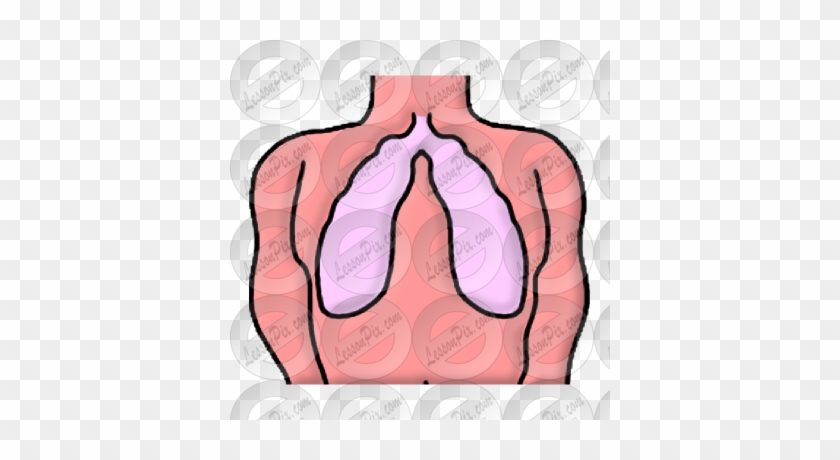 Lungs Clipart Detail - Lungs Clipart Detail #1483345