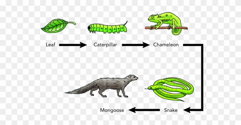 Swamp Animals Food Chain Download - Swamp Animals Food Chain Download #1483919