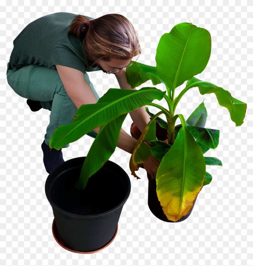 Planting Clipart Transparent Background Plant - Planting Clipart Transparent Background Plant #1485076