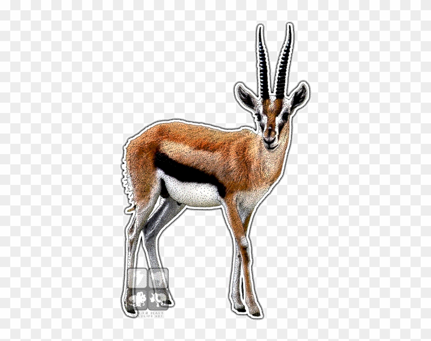 Thompson's Gazelle Decal - Thompson's Gazelle Decal #1485130