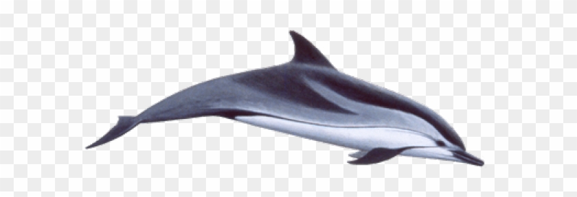 Spinner Dolphin Clipart Swimming Animal - Spinner Dolphin Clipart Swimming Animal #1485271