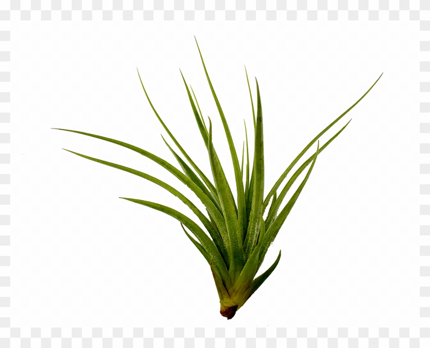 Air Plant Png - Air Plant Png #1485410