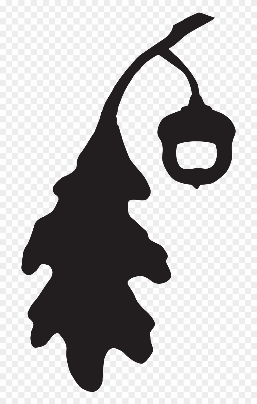 Oak Oaks & Acorns - Oak Oaks & Acorns #1485959