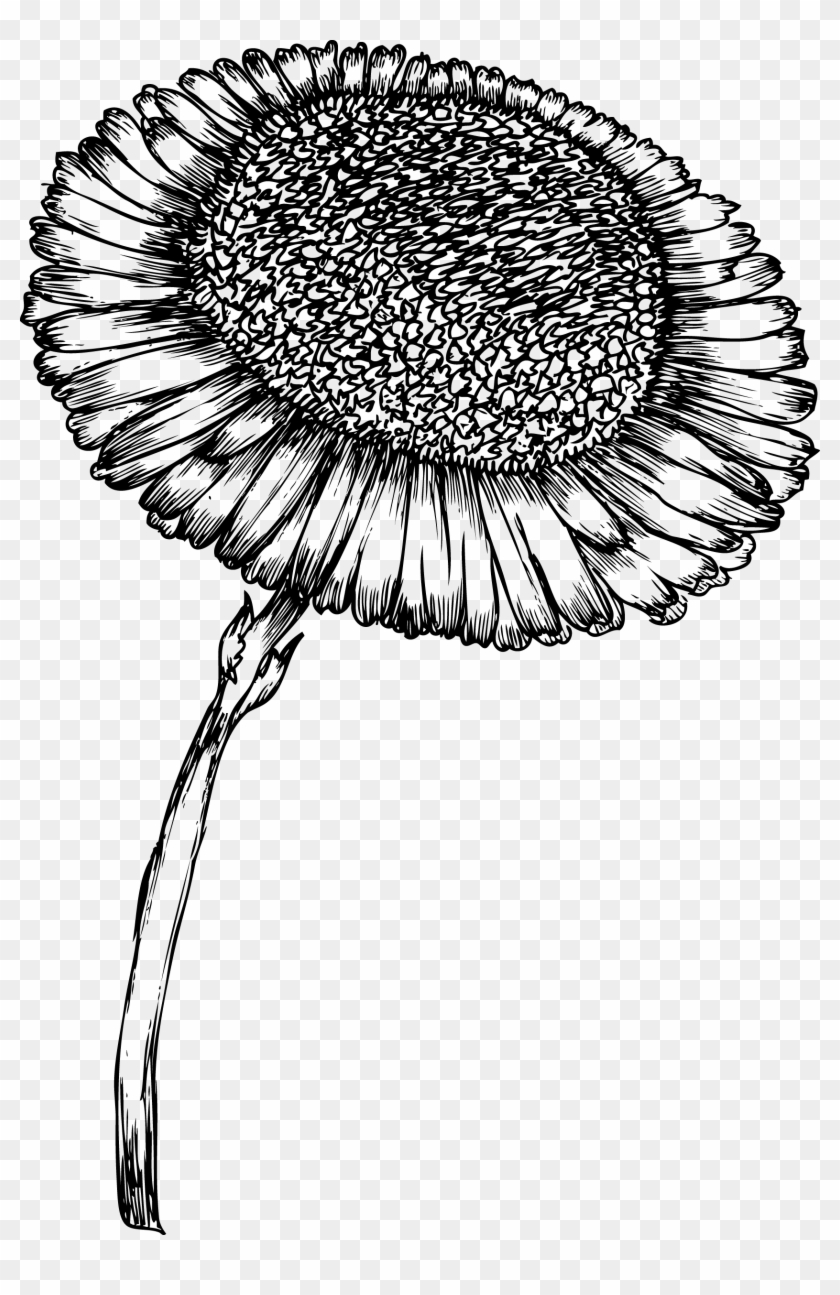 Sunflower Bw Clip Design Wood Print Vintage Graphic - Sunflower Bw Clip Design Wood Print Vintage Graphic #1486931