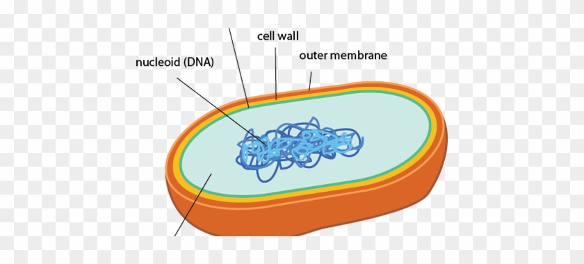 Bacteria Clipart Prokaryotic Cell - Bacteria Clipart Prokaryotic Cell #1487675