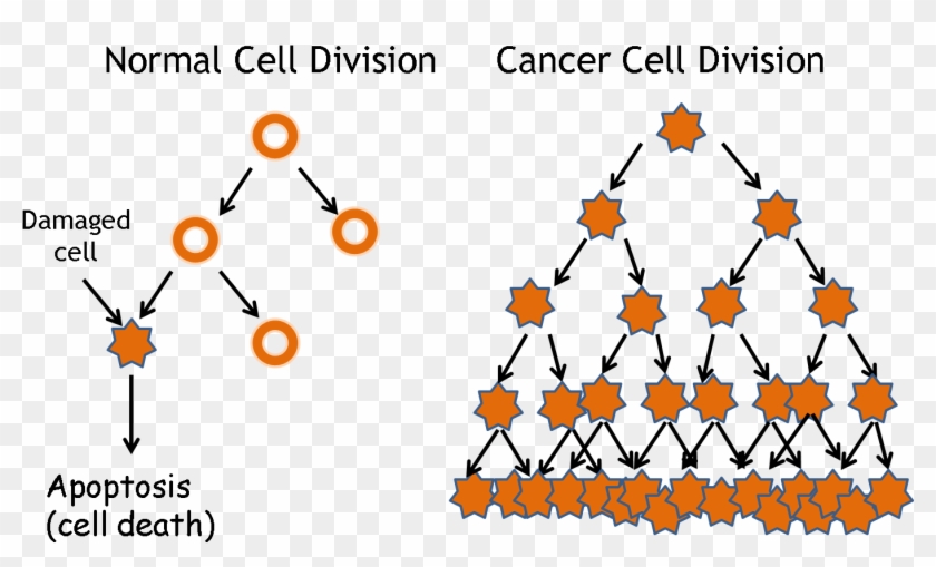 Human Biology What S - Human Biology What S #1487678