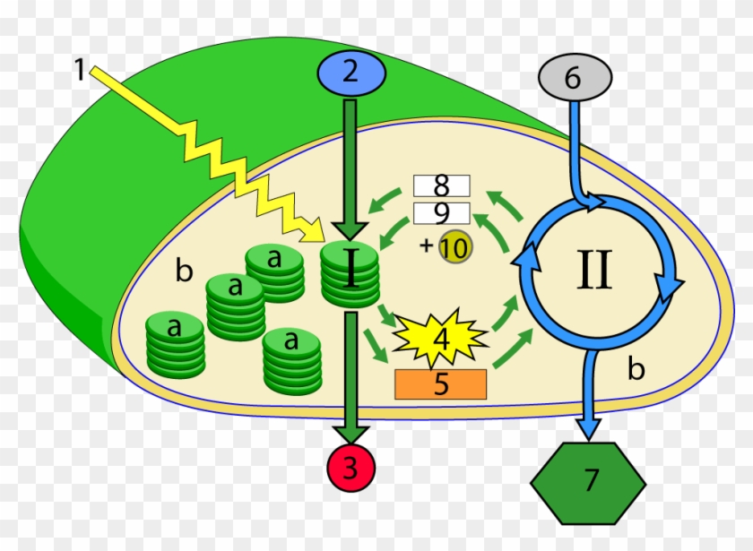 Phase Ii Of Photosynthesis Uses The Products Of Phase - Phase Ii Of Photosynthesis Uses The Products Of Phase #1488014