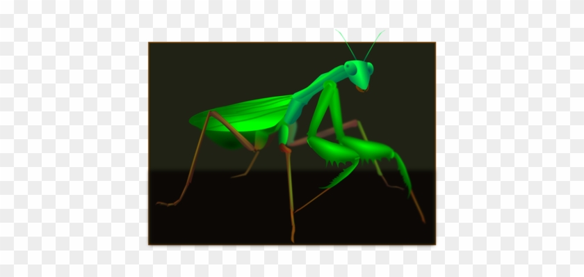 Clip Art Freeuse Download Grasshopper Clipart Plague - Clip Art Freeuse Download Grasshopper Clipart Plague #1488135