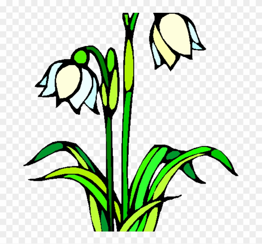 Snowdrop Walk Lingen Davies - Snowdrop Walk Lingen Davies #1488588