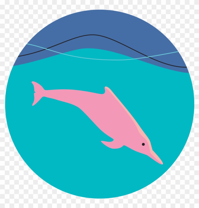 Hydrophones Can Save Hong Kong's Dolphins - Hydrophones Can Save Hong Kong's Dolphins #1489462