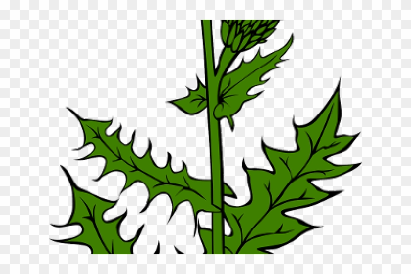 Scotland Clipart Thistle - Scotland Clipart Thistle #1489656