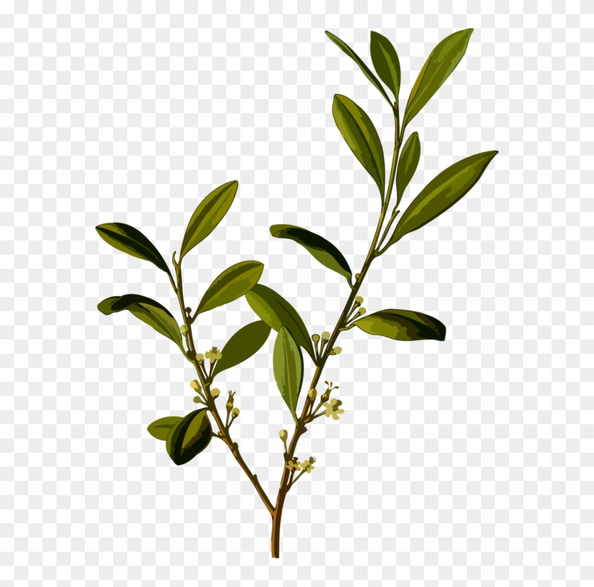 Erythroxylum Coca Coca-cola Cocaine Plants - Erythroxylum Coca Coca-cola Cocaine Plants #1489771