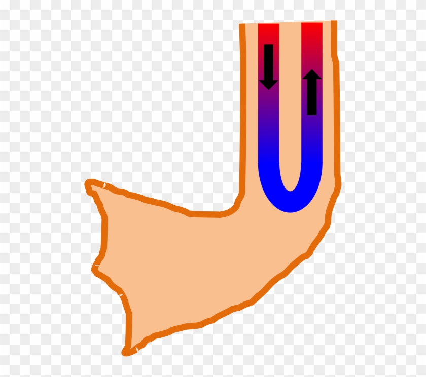 Crude Diagram Of Counter-current Exchange In A Duck - Crude Diagram Of Counter-current Exchange In A Duck #1490088