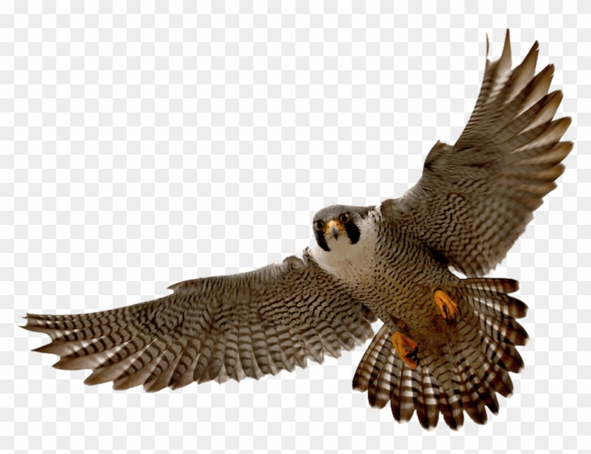 Prairie Falcon Clipart Transparent Pencil And In Color - Prairie Falcon Clipart Transparent Pencil And In Color #1491747