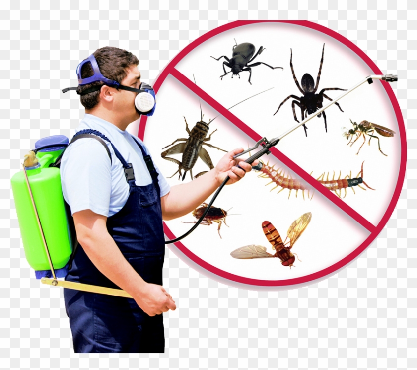 Pest Control Supplies In Bradenton, Brandon And Sarasota - Pest Control Supplies In Bradenton, Brandon And Sarasota #1493330