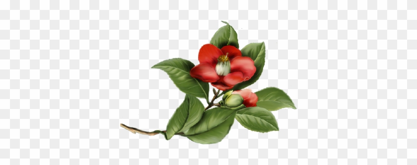 Camelia Flower Painting Illustration - Camelia Flower Painting Illustration #1496048