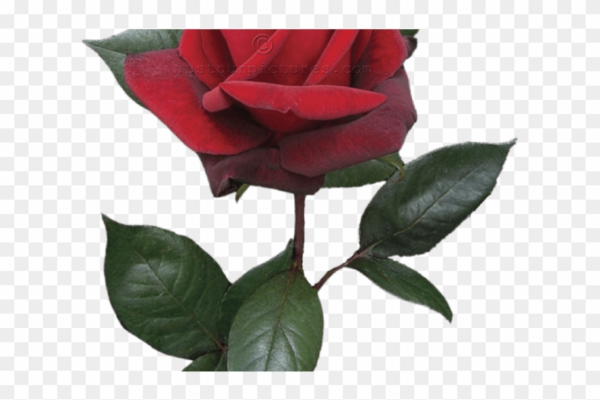 Red Flower Clipart Long Stem Rose 3 900 X 1240 Dumielauxepicesnet - Red Flower Clipart Long Stem Rose 3 900 X 1240 Dumielauxepicesnet #1496058