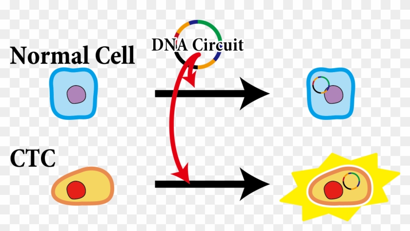 If We Introduce This Circuit Into Cells In Blood, Only - If We Introduce This Circuit Into Cells In Blood, Only #1496626