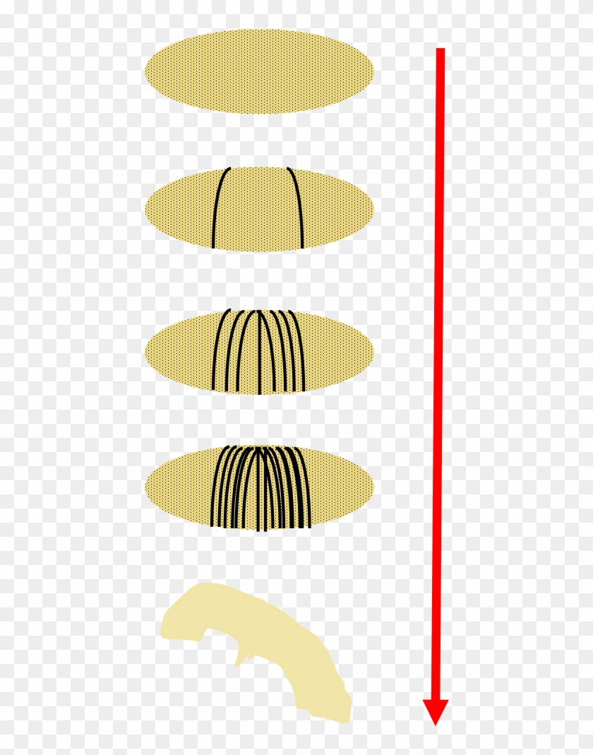 Schematic Representation Of Fruit Fly Embryo Development - Schematic Representation Of Fruit Fly Embryo Development #1498585
