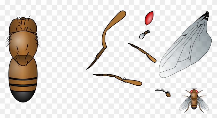 Build The Common Fruit Fly Based On The Template - Build The Common Fruit Fly Based On The Template #1498601