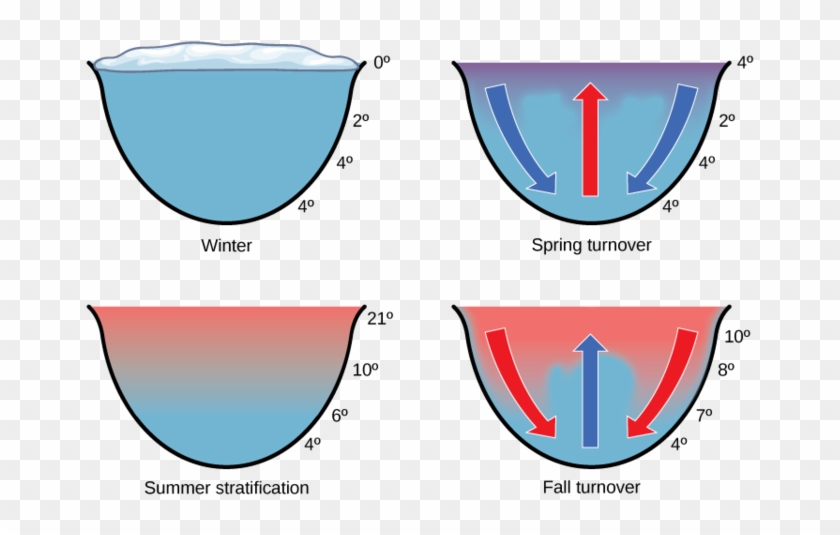 The Spring And Fall Turnovers Are Important Processes - The Spring And Fall Turnovers Are Important Processes #1498611