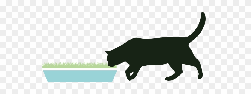 Is Your Cat An Indoor Or Outdoor Cat - Is Your Cat An Indoor Or Outdoor Cat #1499168