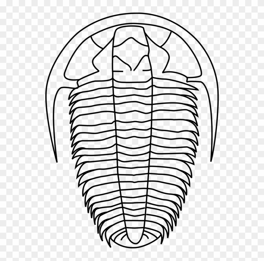 Trilobite Fossil Calymene Trochitenkalk Formation Drawing - Trilobite Fossil Calymene Trochitenkalk Formation Drawing #1499399