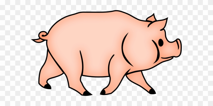 Domestic Pig Drawing Coloring Book Stuffed Bun House - Domestic Pig Drawing Coloring Book Stuffed Bun House #1499463