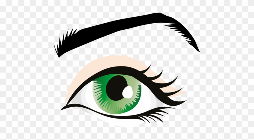 Human Eye Eyebrow Eyelid Organ - Human Eye Eyebrow Eyelid Organ #1501079