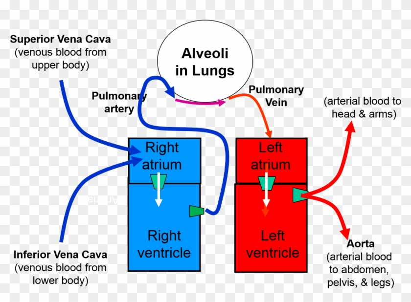 Lungs Clipart Heart Blood Vessel - Lungs Clipart Heart Blood Vessel #1501438