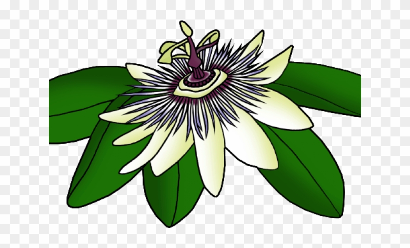 Passion Flower Clipart 4 Petal Clip Art - Passion Flower Clipart 4 Petal Clip Art #1501982