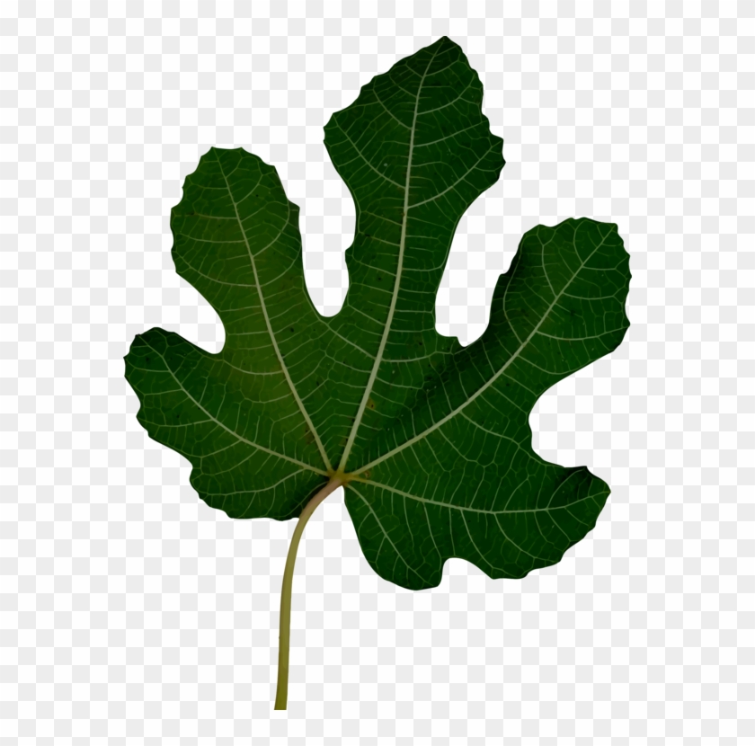 Computer Icons Leaf User Interface Data Download - Computer Icons Leaf User Interface Data Download #1502293
