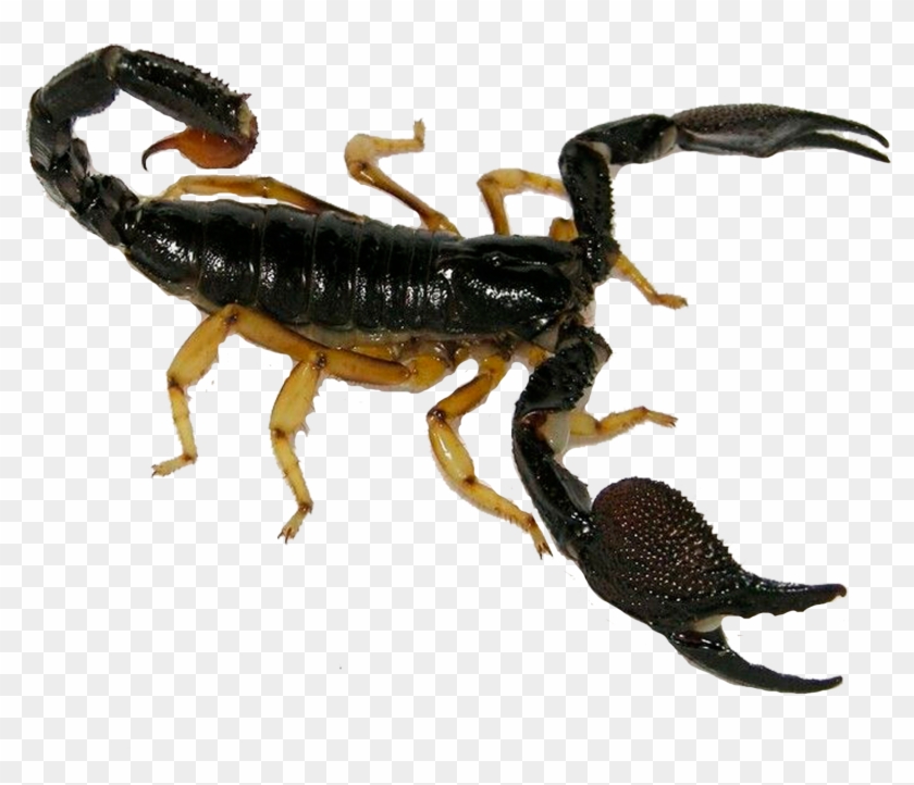 Clip Art Royalty Free Stock Insect Poison Insectinsect - Clip Art Royalty Free Stock Insect Poison Insectinsect #1502832