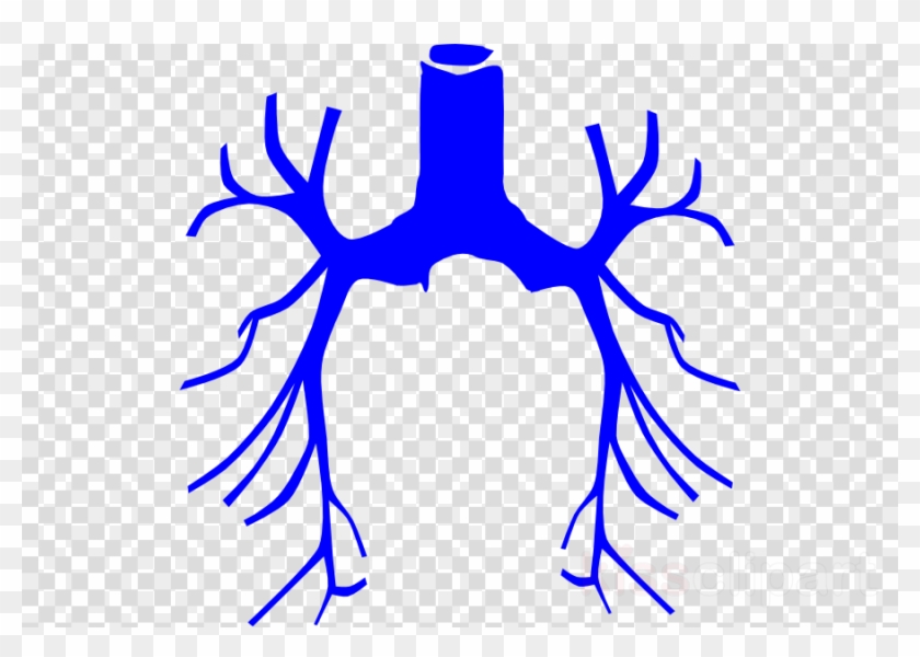 Lungs Clip Art Clipart Lung Biology Clipart Clip Art - Lungs Clip Art Clipart Lung Biology Clipart Clip Art #1503369