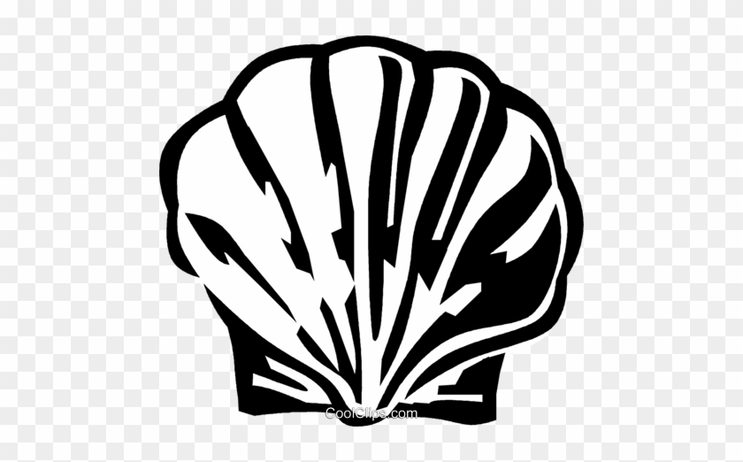 Scallop Shell - Scallop Shell #1503446