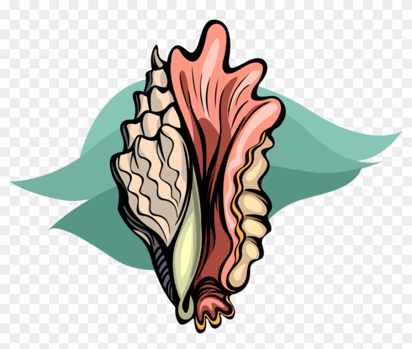 Vector Illustration Of Marine Aquatic Mollusk Seashell - Vector Illustration Of Marine Aquatic Mollusk Seashell #1503478