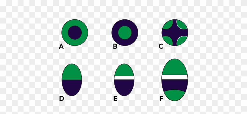 Bundle Sheath Chloroplasts - Bundle Sheath Chloroplasts #1503668