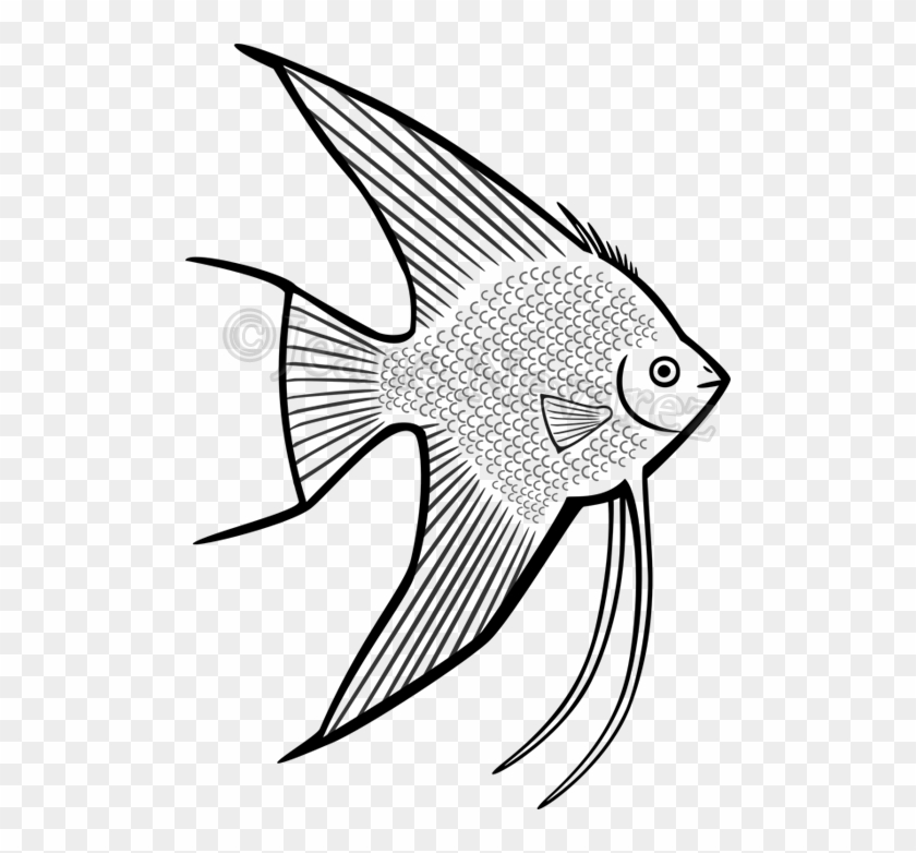 Walleye Vector Barramundi Fish - Walleye Vector Barramundi Fish #1503831