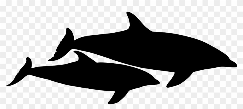 Dolphin Vector Graphic - Dolphin Vector Graphic #1503867
