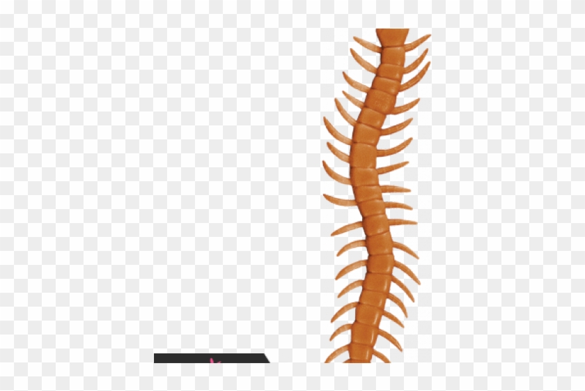 Centipede Clipart Spring - Centipede Clipart Spring #1504361