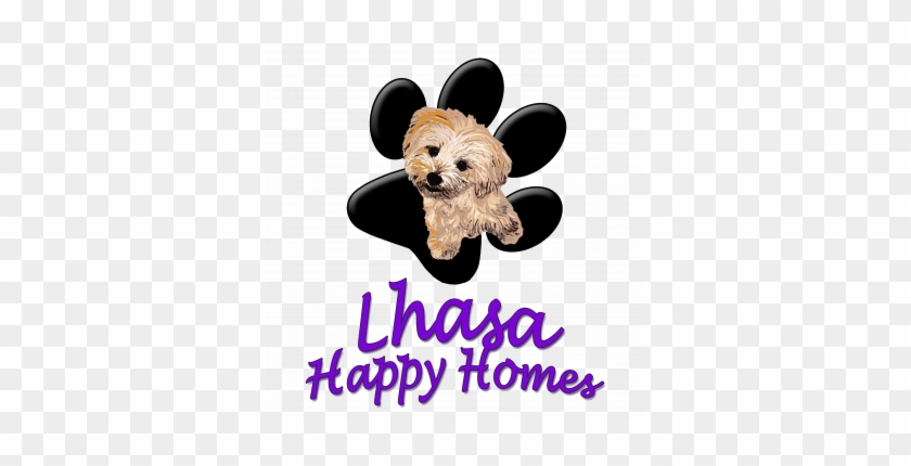 Lhasa Happy Homes Rescue Inc - Lhasa Happy Homes Rescue Inc #1504815