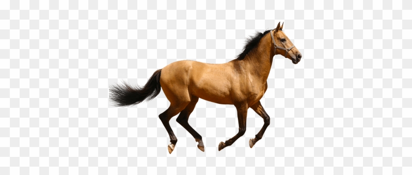 Horse Jump Transparent Png Stickpng Free Vector Clip - Horse Jump Transparent Png Stickpng Free Vector Clip #1505045