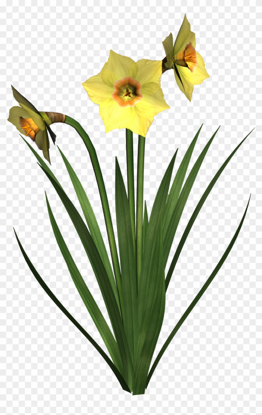 Daffodils Clip Art - Transparent Daffodils #234089