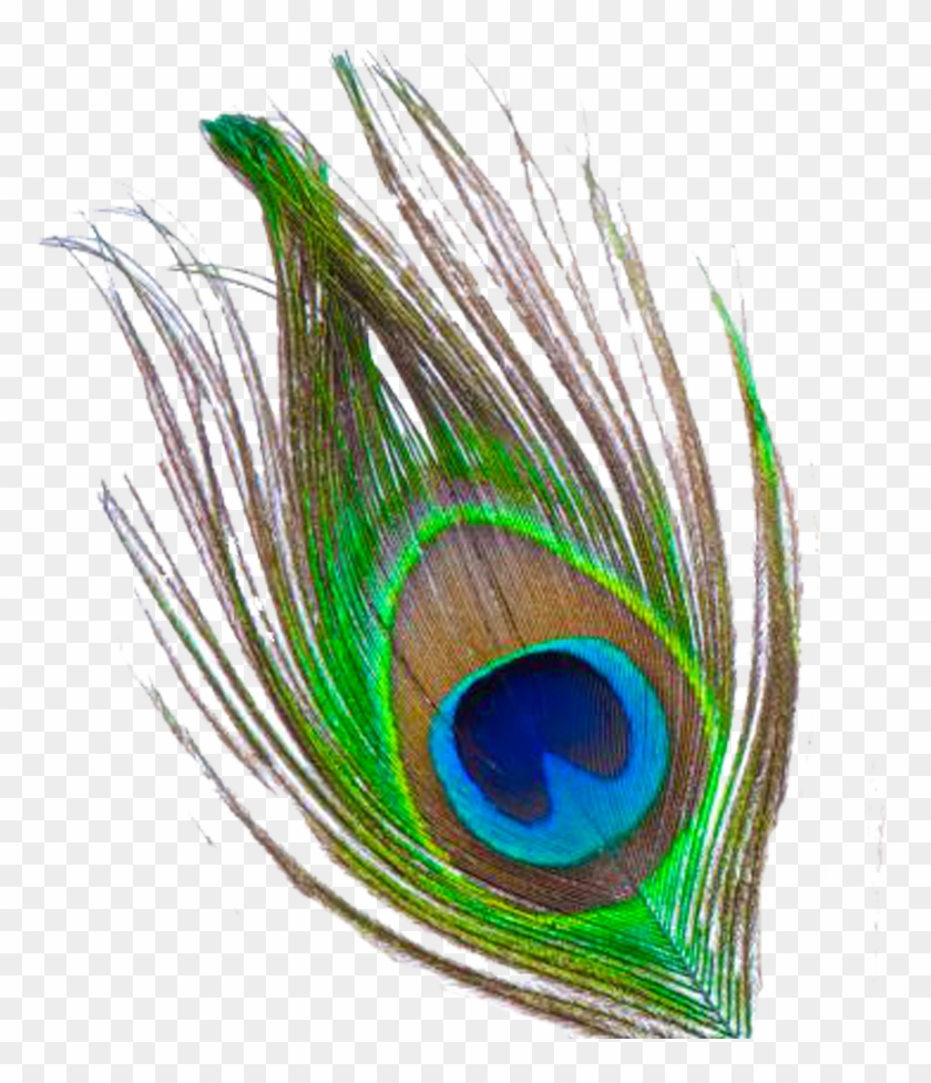 Mor Pankh Clipart - Peacock Feather Png File #234537
