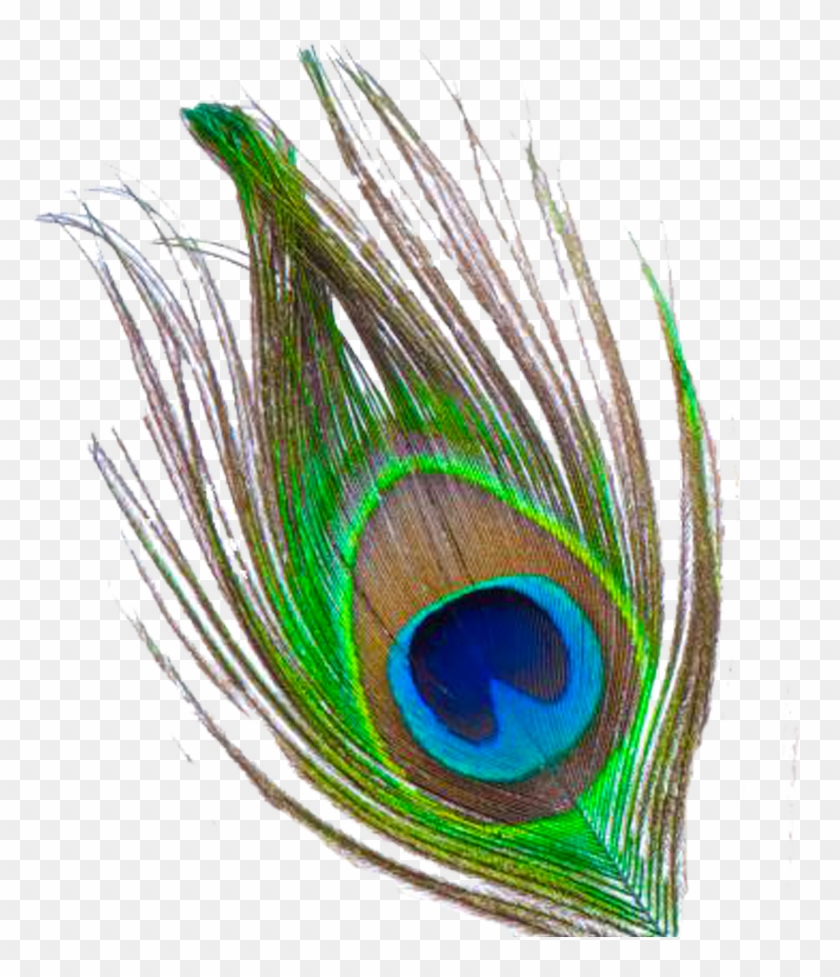 Mor Pankh Clipart - Peacock Feather Png File - Free Transparent ...