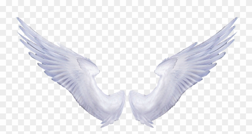 Angel Wings Transparent Background - Real Angel Wings Png #235926