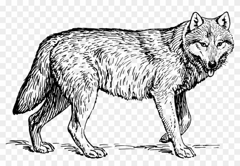 Wolf Clipart Wolf Clip Art Image - Gray Wolf Coloring Pages #236033