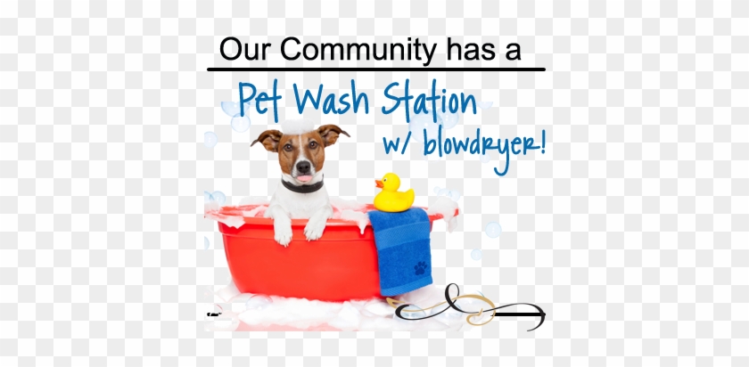 Pet Wash Station & Dog Walk - Dog Bath #236661